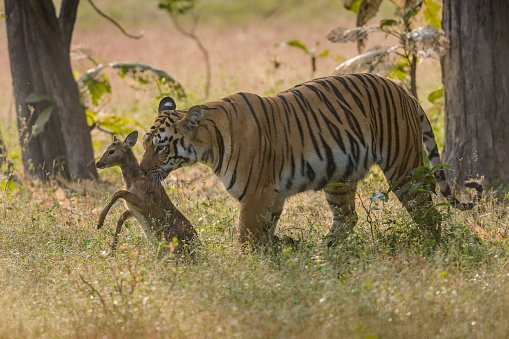 বাঘ ও হরিণ