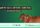 যারা কুরবানি দিতে পারেন না: একটি ইসলামী ও সামাজিক বিশ্লেষণ